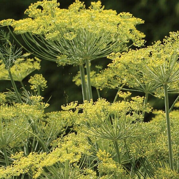 West Coast Seeds Dill Seeds